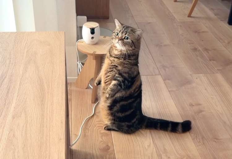 動物,犬,猫,しつけ,飼い方,育て方,病気,健康