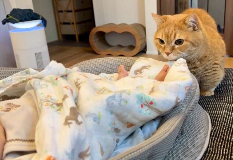 動物,犬,猫,しつけ,飼い方,育て方,病気,健康