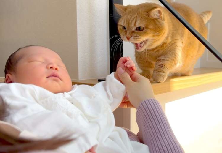 動物,犬,猫,しつけ,飼い方,育て方,病気,健康
