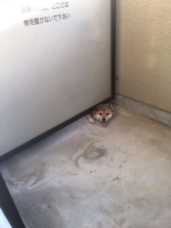 動物,犬,猫,しつけ,飼い方,育て方,病気,健康