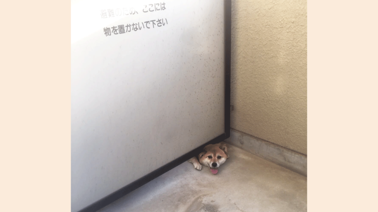 【家賃には載らない。これが本当の神物件】10年前のベランダ、謎の訪問者が今も忘れられない。