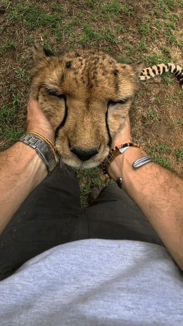 動物,犬,猫,しつけ,飼い方,育て方,病気,健康