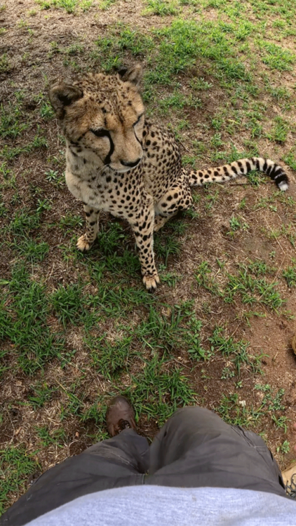 動物,犬,猫,しつけ,飼い方,育て方,病気,健康