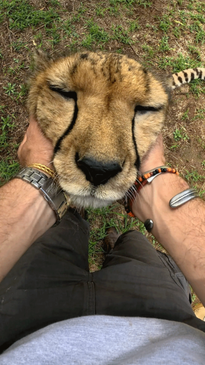 動物,犬,猫,しつけ,飼い方,育て方,病気,健康