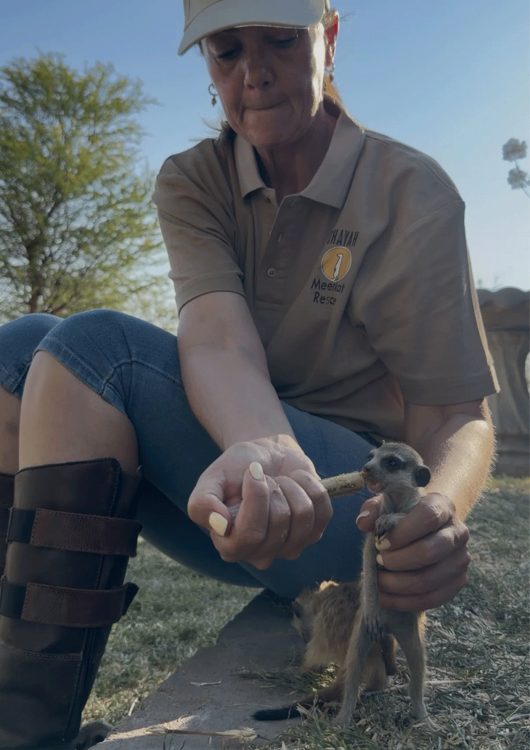 Meerkats - Chayah Kalahari Project