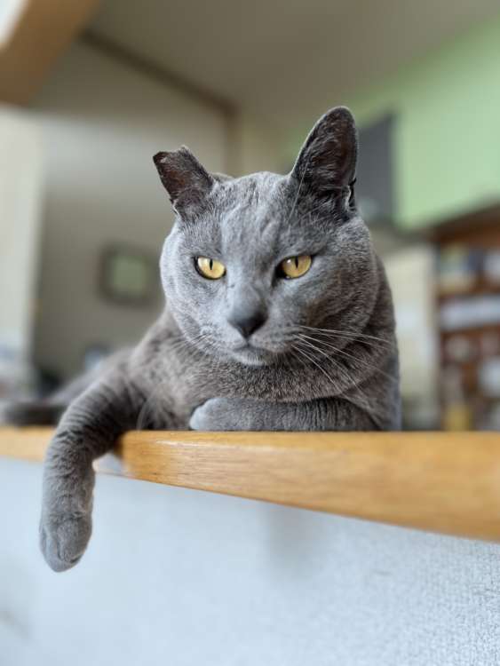 動物,犬,猫,しつけ,飼い方,育て方,病気,健康