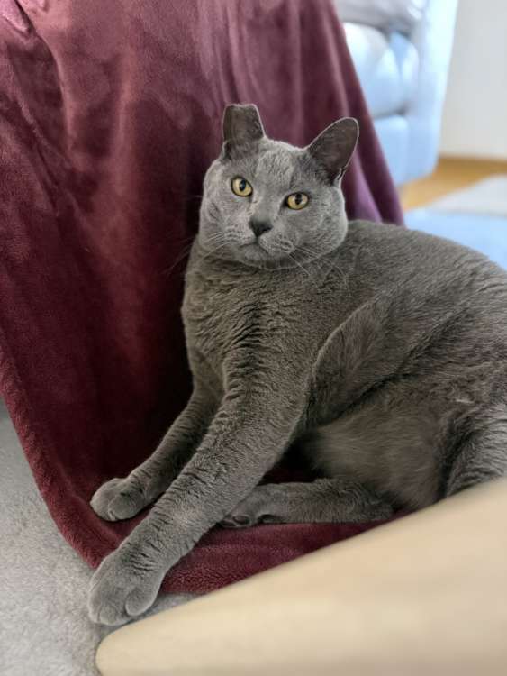 動物,犬,猫,しつけ,飼い方,育て方,病気,健康