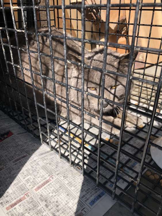 動物,犬,猫,しつけ,飼い方,育て方,病気,健康