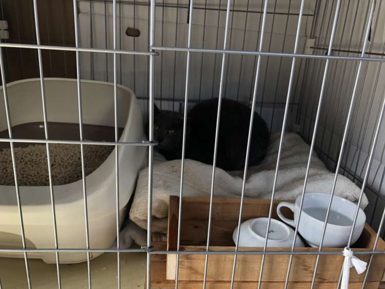動物,犬,猫,しつけ,飼い方,育て方,病気,健康