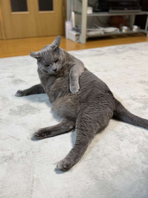動物,犬,猫,しつけ,飼い方,育て方,病気,健康