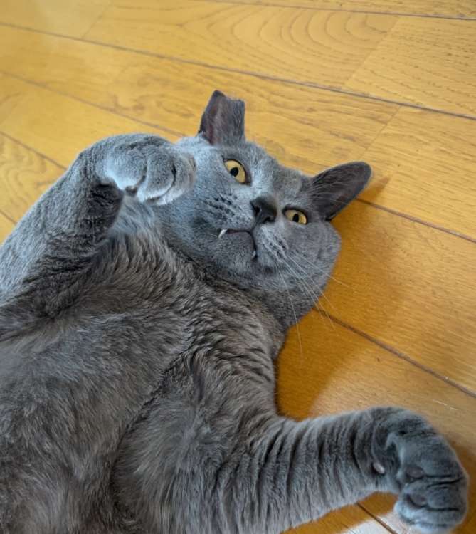 動物,犬,猫,しつけ,飼い方,育て方,病気,健康