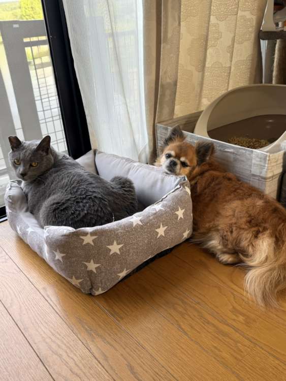 動物,犬,猫,しつけ,飼い方,育て方,病気,健康