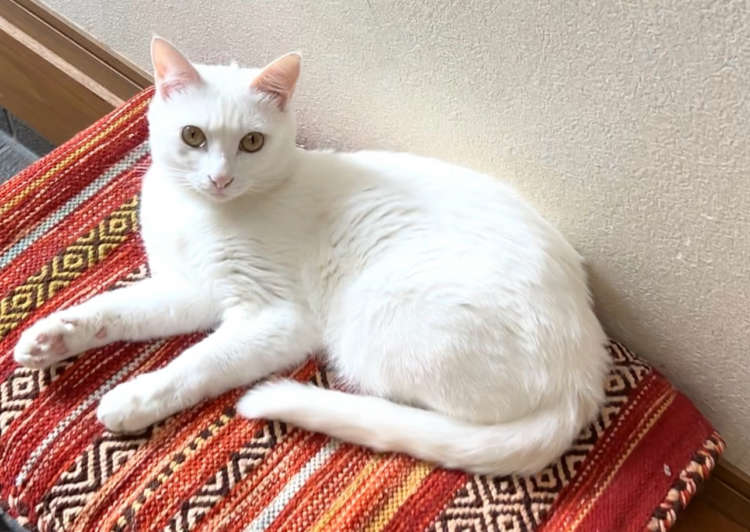 動物,犬,猫,しつけ,飼い方,育て方,病気,健康