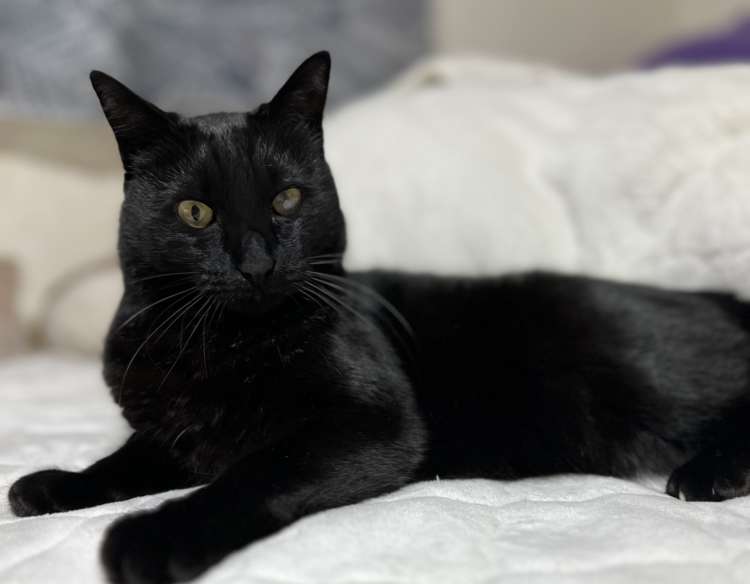 動物,犬,猫,しつけ,飼い方,育て方,病気,健康