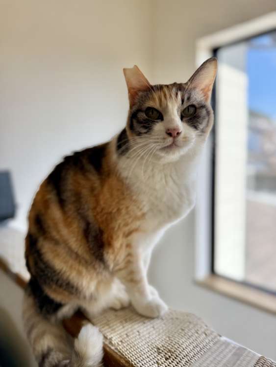 動物,犬,猫,しつけ,飼い方,育て方,病気,健康