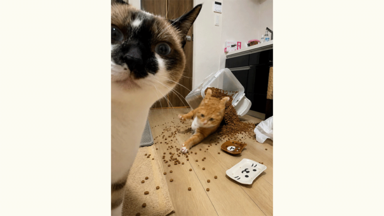 【現場は混乱、ごはんが散乱】その場に居合わせた目撃者(猫)が第一報を捉えた!?