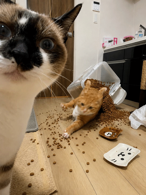 動物,犬,猫,しつけ,飼い方,育て方,病気,健康