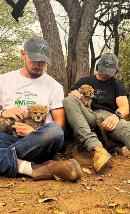 動物,犬,猫,しつけ,飼い方,育て方,病気,健康