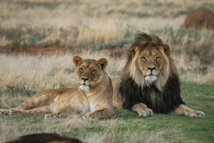 Felidae Centre