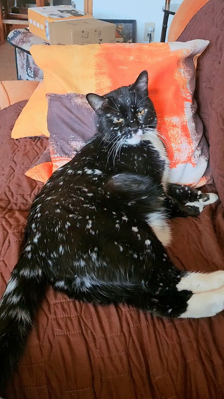 動物,犬,猫,しつけ,飼い方,育て方,病気,健康