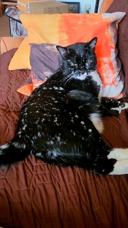 動物,犬,猫,しつけ,飼い方,育て方,病気,健康