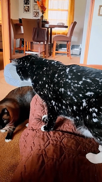 動物,犬,猫,しつけ,飼い方,育て方,病気,健康