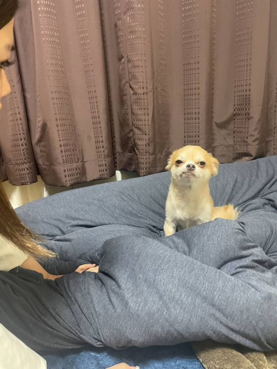 動物,犬,猫,しつけ,飼い方,育て方,病気,健康