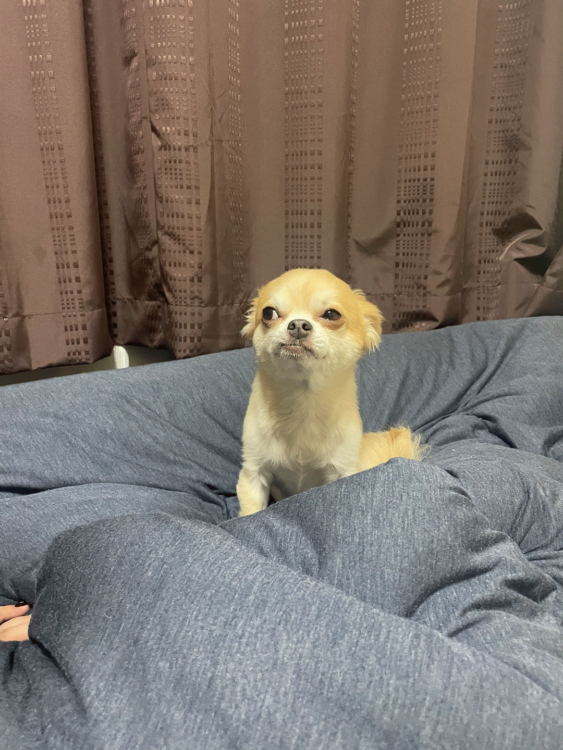 動物,犬,猫,しつけ,飼い方,育て方,病気,健康