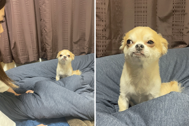 【ふてくされ界のカリスマ】トイレ失敗の犯人が説教中とは思えない顔。→ 逆に無罪に見えてくる。