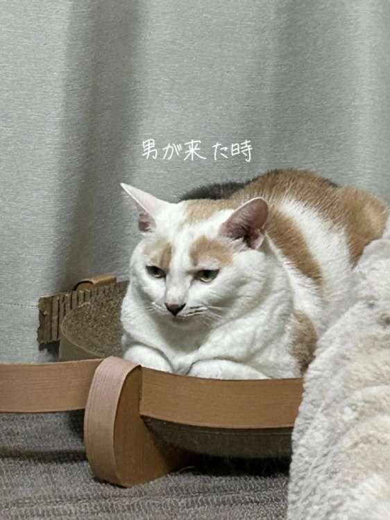 動物,犬,猫,しつけ,飼い方,育て方,病気,健康