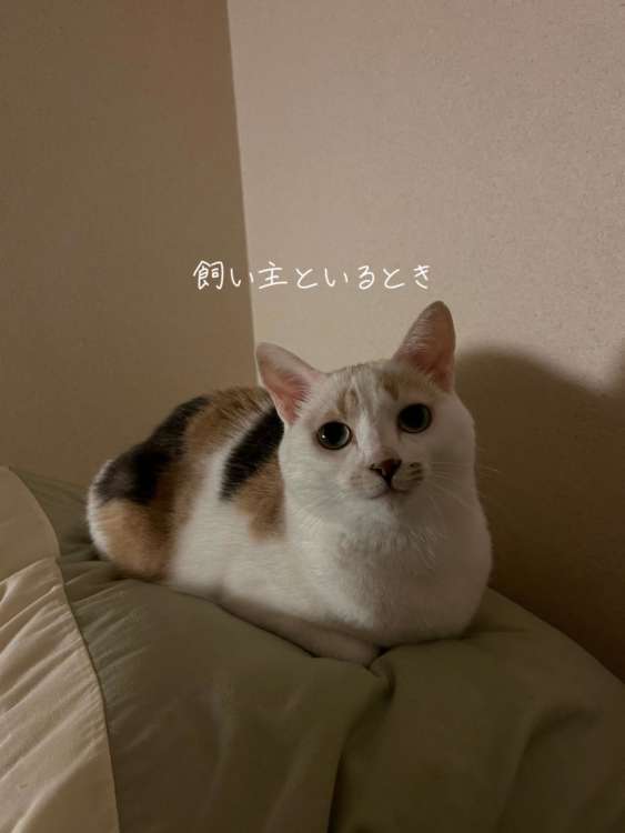 動物,犬,猫,しつけ,飼い方,育て方,病気,健康