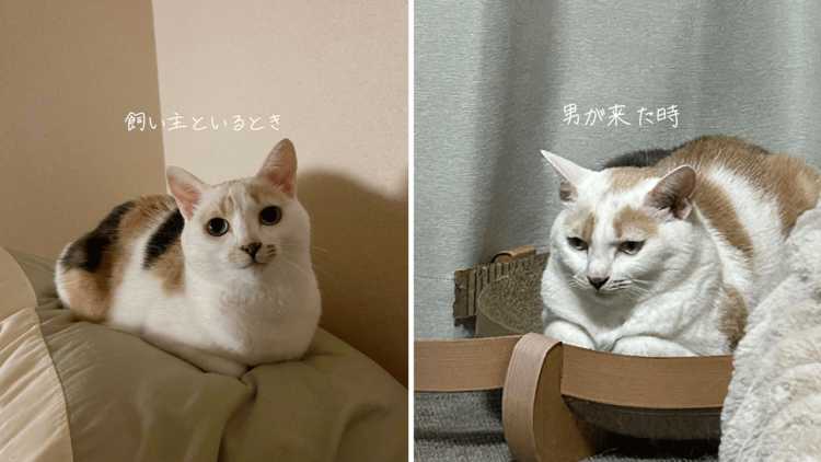【同じ猫。男が来た瞬間、こうなります。】男嫌いすぎるニャンコの豹変ぶりが話題!