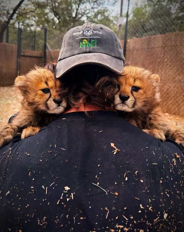 動物,犬,猫,しつけ,飼い方,育て方,病気,健康