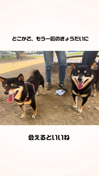 動物,犬,猫,しつけ,飼い方,育て方,病気,健康
