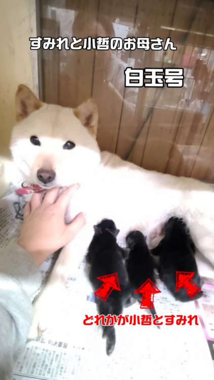 動物,犬,猫,しつけ,飼い方,育て方,病気,健康