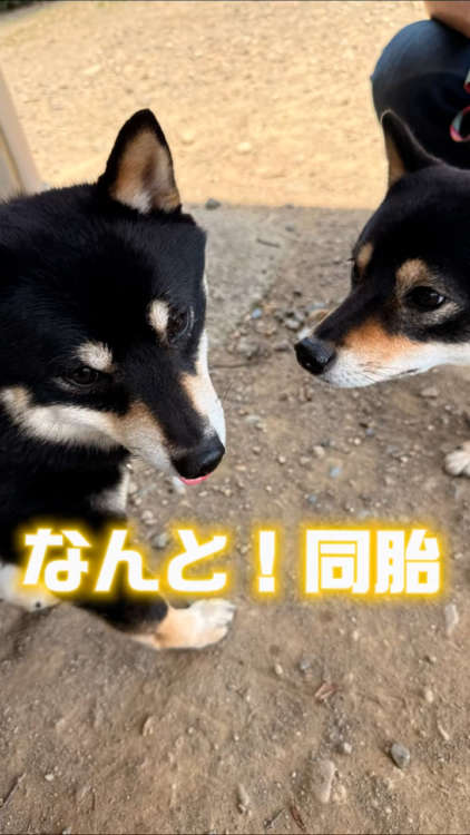 動物,犬,猫,しつけ,飼い方,育て方,病気,健康