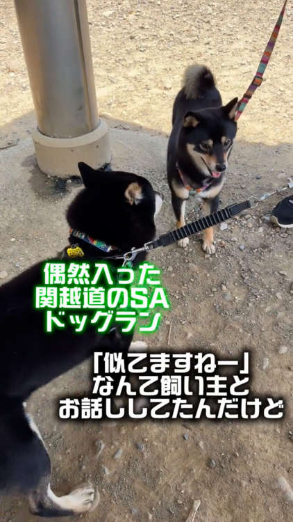 動物,犬,猫,しつけ,飼い方,育て方,病気,健康