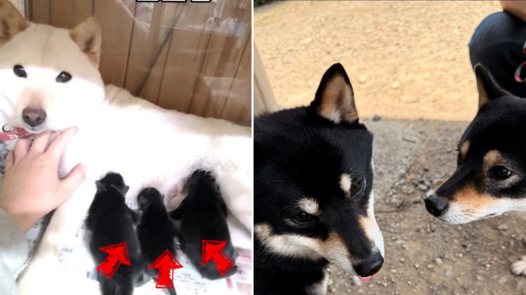 【奇跡の再会】立ち寄ったSAで出会った“そっくりな柴犬”。 → まさかの生き別れのきょうだいだった!