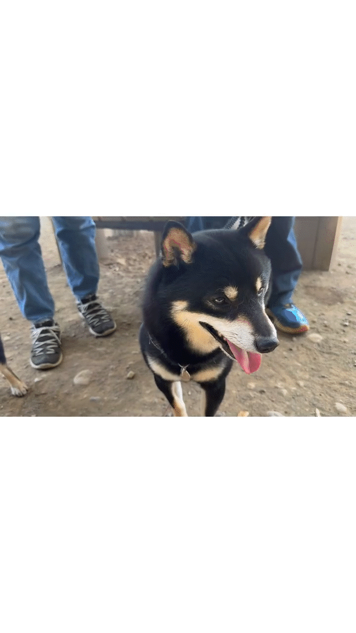 動物,犬,猫,しつけ,飼い方,育て方,病気,健康