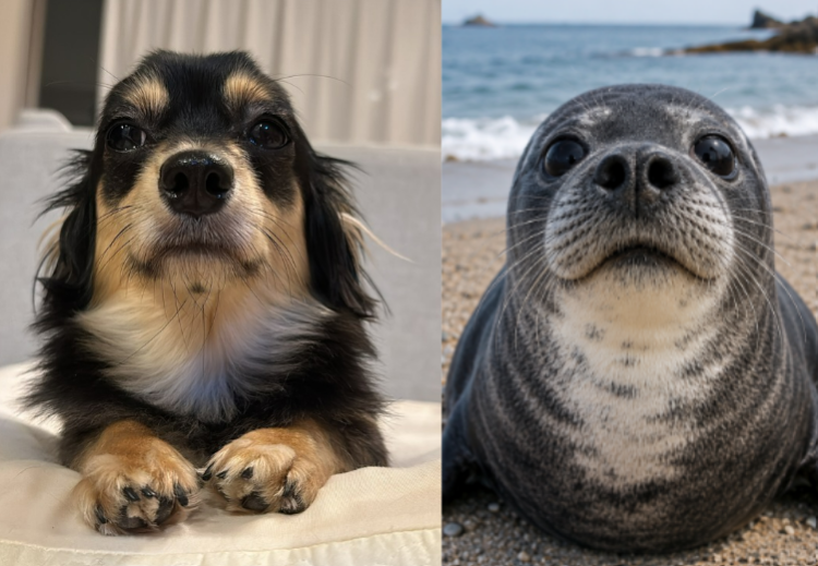 「うちの子紹介」犬編Vol.12 世界に癒しをお届け！アザラシ犬のうみくん