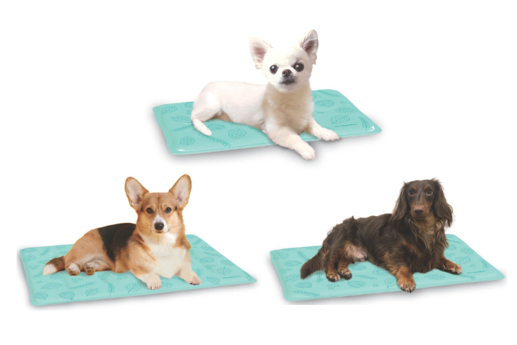 動物,犬,猫,しつけ,飼い方,育て方,病気,健康