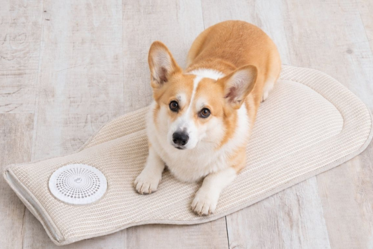 動物,犬,猫,しつけ,飼い方,育て方,病気,健康