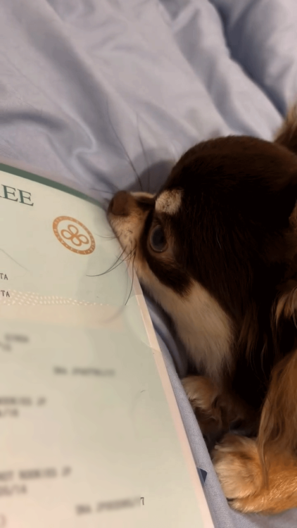 動物,犬,猫,しつけ,飼い方,育て方,病気,健康