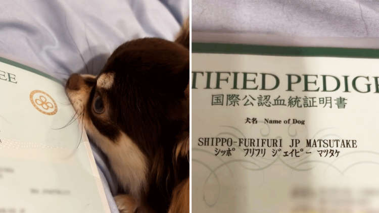 【ブリーダーさんのセンスよ】チワワの"もち吉くん"、血統書の名前が斜め上すぎた
