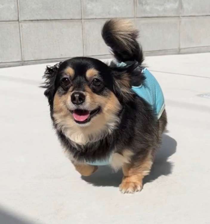 動物,犬,猫,しつけ,飼い方,育て方,病気,健康