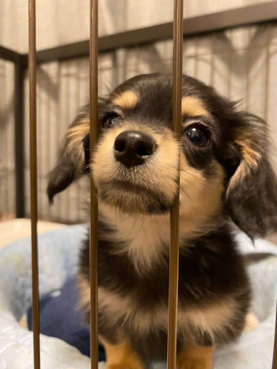 動物,犬,猫,しつけ,飼い方,育て方,病気,健康