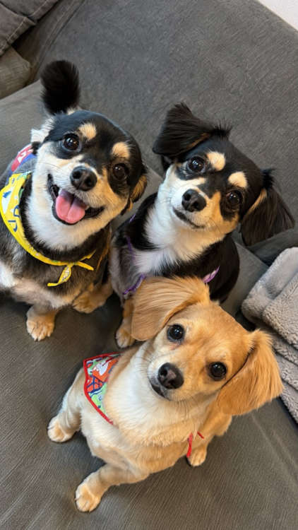 動物,犬,猫,しつけ,飼い方,育て方,病気,健康