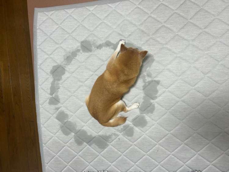 動物,犬,猫,しつけ,飼い方,育て方,病気,健康