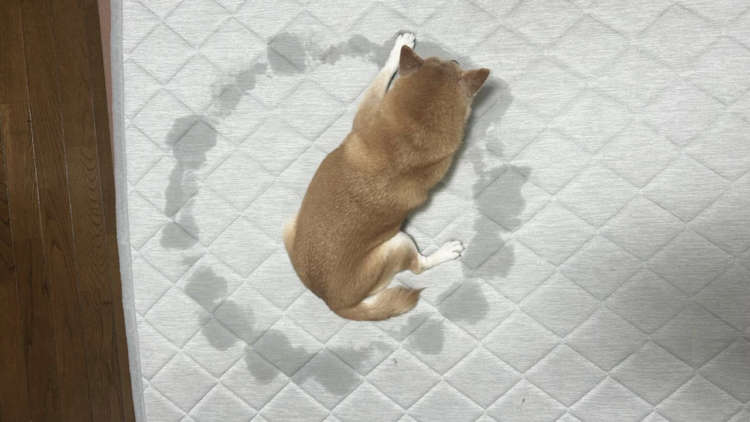 【ミステリーサークル…】コンパスも使わずこの精度!? 柴犬が残した"リビングの謎"