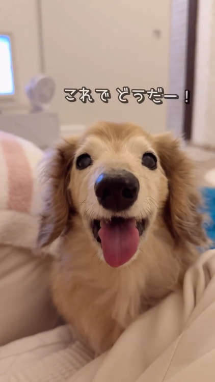 動物,犬,猫,しつけ,飼い方,育て方,病気,健康